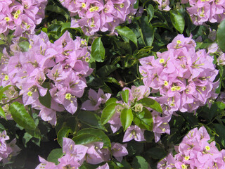 Beautiful sicilian flowers. Sicilian nature. Beautiful green tropical plants.