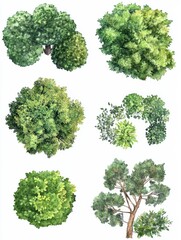 Various green trees, bushes and shrubs, top view for landscape design plan. Vector watercolor illustration, isolated on white background.
