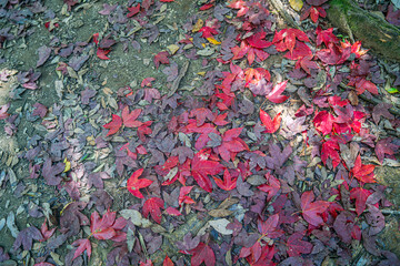 colorful leaves Adorns Stones and Ground in Nature's 
Garden with Tree Texture and Lush Flora, 
Capturing the Essence of a Vibrant Season.