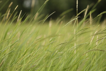 Gentle Breeze in Green Grass