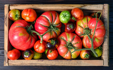 Wooden box full of ripe tomatoes just picked from own garden. Food photography