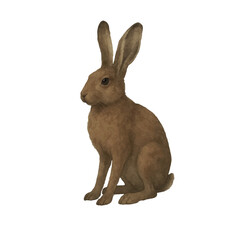 Vector watercolor illustration of brown hare standing on a white background. Hand-painted realistic animal art, perfect for textile design, print materials, packaging, posters, and decorative projects