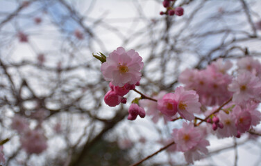 pink cherry blossom