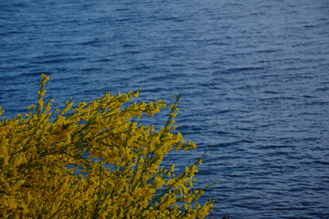 Gorse  on the lake