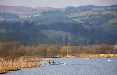 landscape with lake and mountains