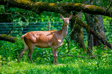 Blick eines Rehs im Naturschutzgebiet