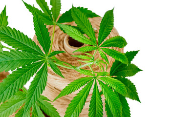 eco-fiber green marijuana leaves hemp on textile fiber spools, rope and twine from cannabis for concept of naturalization, legalization, technical culture isolated on white background