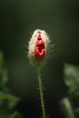 Unopened young green poppy bud with red flower petals inside close up. Macro nature photography