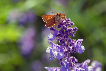 Dickkopffalter (Hesperiidae) auf Lavendelblüten