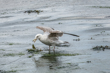 young european herring gull larus argentatus eating a crab in the sea