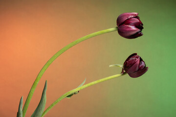 Beautiful two dark purple tulips on abstract sunrise background
