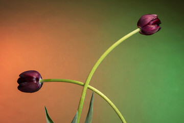 Beautiful two dark purple tulips on abstract sunrise background