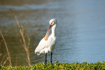 a common spoonbill preening its feathers