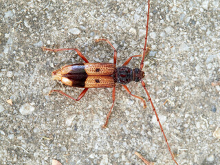 Lesser Eucalyptus Longhorn Beetle on a Eucalyptus (Phoracantha recurva).

