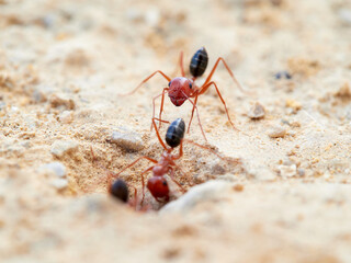 Red desert ants, Cataglyphis rosenhaueri
