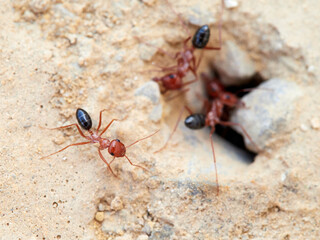 Red desert ants, Cataglyphis rosenhaueri
