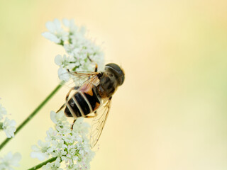 Eurasian Drone Fly  on a flower.  Eristalis arbustorum
