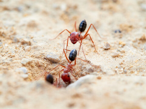 Red desert ants, Cataglyphis rosenhaueri
