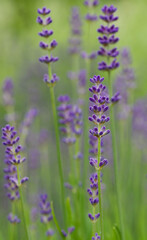 Beautiful close-up of lavandula angustifolia