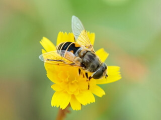 Eurasian Drone Fly  on a flower.  Eristalis arbustorum
