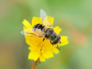 Eurasian Drone Fly  on a flower.  Eristalis arbustorum
