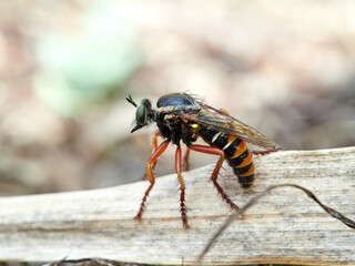 Bee-Flies, Soldierflies, Robberfly. Genus Saropogon
