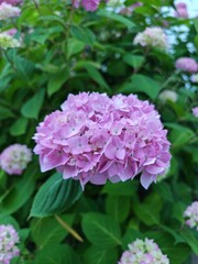 pink hydrangea flowers