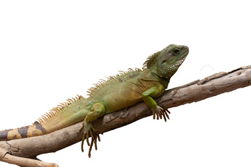 Green iguana on a branch isolated on a white background. Studio shot.