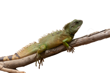 Green iguana on a branch isolated on a white background. Studio shot.