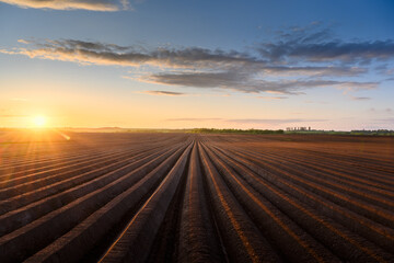 Sunset on plowed agricultural field with even rows