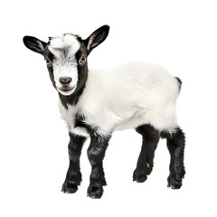 Obraz premium Adorable Black and White Baby Goat Against Transparent Background