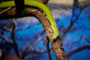 The eastern green mamba, Dendroaspis angusticeps on a branch