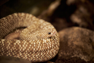 Crotalus vegrandis, or the Uracoan Rattlesnake