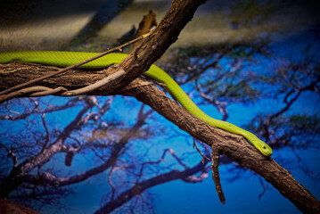 The eastern green mamba, Dendroaspis angusticeps on a branch