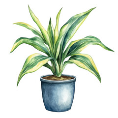 Indoor Plant, watercolor drawing vector, isolated on a white background.