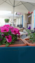 Vibrant pink petunias bloom in terracotta pots under sunny outdoor cafe umbrellas in torrevieja, spain, showcasing a lively mediterranean ambiance.