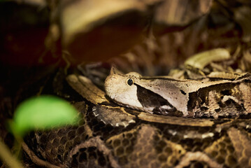 The Gaboon viper, Bitis gabonica, also called the Gaboon adder