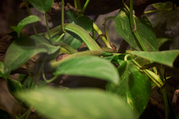 Trimeresurus albolabris, the white-lipped pit viper or white-lipped tree viper among leaves