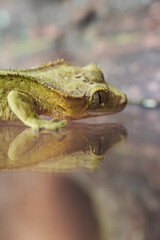 The crested gecko, Correlophus ciliatus, the eyelash gecko