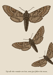 Vintage Hand Drawn Moth Illustration with Inspirational Quote – Insect wall art printable poster