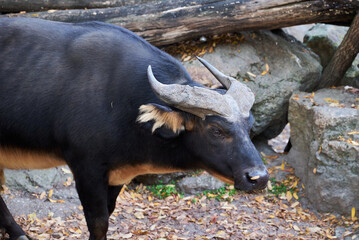 The African forest buffalo, Syncerus caffer nanus, the dwarf buffalo or the Congo buffalo