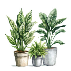 Indoor Plants, watercolor clipart vector, isolated on a white background.