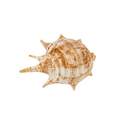Obraz premium sea shell isolated on a transparent background, PNG. Generative Ai.