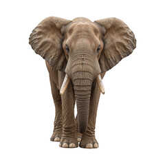 elephant isolated on a transparent background, PNG. Generative Ai.