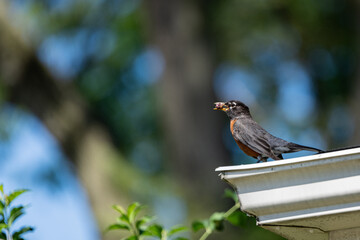American robin with a berry perched on the gutter at the eadge of a roof