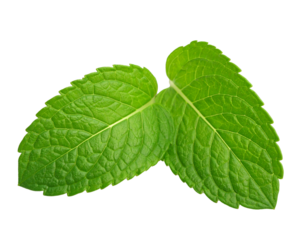 Zwei einzelne Minzblätter isoliert auf weißen Hintergrund