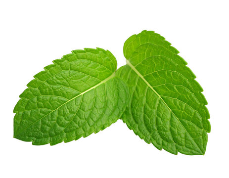 Zwei einzelne Minzbl&auml;tter isoliert auf wei&szlig;en Hintergrund