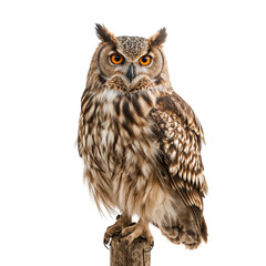 Obraz premium great horned owl isolated on transparent background