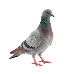 Obraz premium pigeon isolated on transparent background