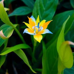 Obraz premium yellow flower, Aurora Tulily